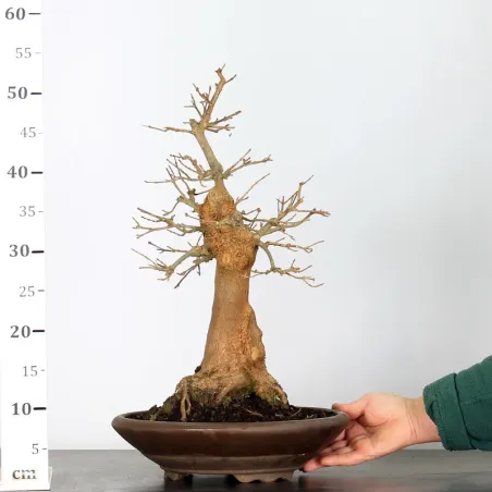 image supplémentaire - OFFRE D'AUTOMNE Érable...