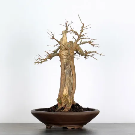 Acer buergerianum 3-10