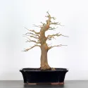 Érable "ACER BUERGÉRIANUM" 4-1