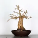 Érable "ACER BUERGÉRIANUM" 4-3