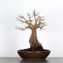 Érable "ACER BUERGÉRIANUM" 4-4