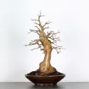 Érable "ACER BUERGÉRIANUM" 4-5