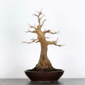 Érable "ACER BUERGÉRIANUM" 4-7