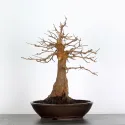Érable "ACER BUERGÉRIANUM" 4-8