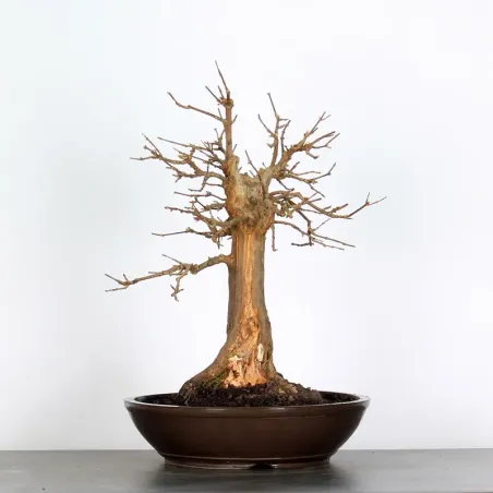 image supplémentaire - Autumn offer mapple "acer...