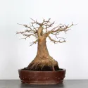 Érable "ACER BUERGÉRIANUM" 4-9