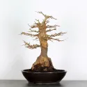 Érable "ACER BUERGÉRIANUM" 5-1