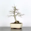 ORME DE CHINE "Ulmus parvifolia"1-6