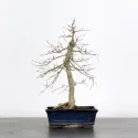 ORME DE CHINE "Ulmus parvifolia"1-7