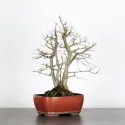 ORME DE CHINE "Ulmus parvifolia"1-8