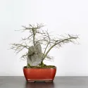 ORME DE CHINE "Ulmus parvifolia"1-11
