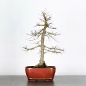 ORME DE CHINE "Ulmus parvifolia"1-12