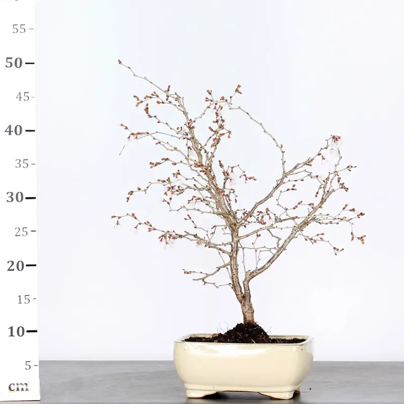 image supplémentaire - CERISIER DU JAPON "PRUNUS...