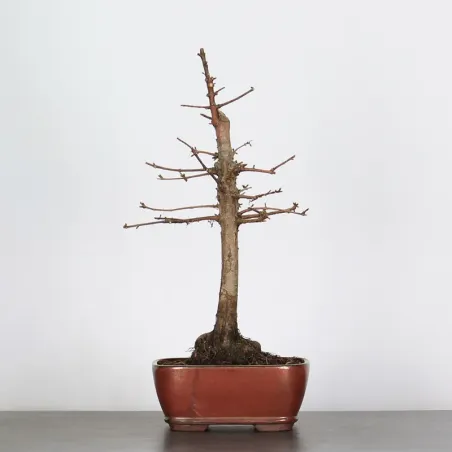Bonsai MÉTASÉQUOIA ME-1-1