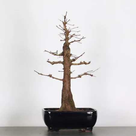 Bonsai MÉTASÉQUOIA ME-1-4