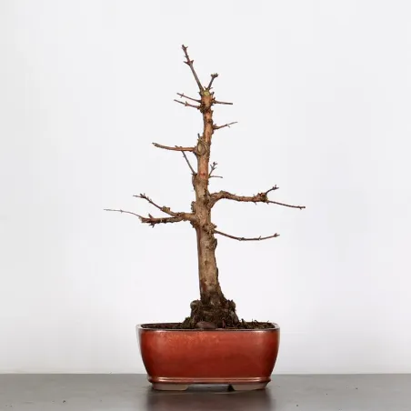Bonsai MÉTASÉQUOIA ME-1-5