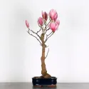 MAGNOLIA SOULANGEANA 1-2