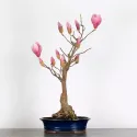MAGNOLIA SOULANGEANA 2-3