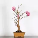 MAGNOLIA SOULANGEANA 2-4