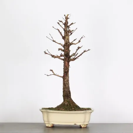 Bonsai Métaséquoia ME-2-1
