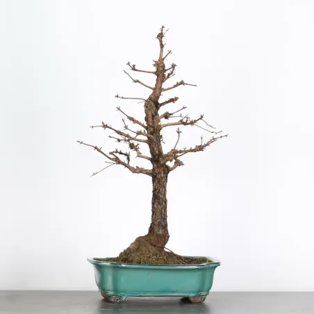 Bonsai Métaséquoia ME-2-2