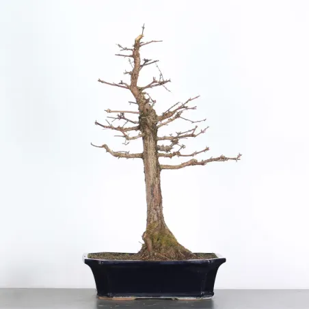 Bonsai Métaséquoia ME-2-3