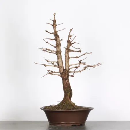 Bonsai Métaséquoia ME-2-4