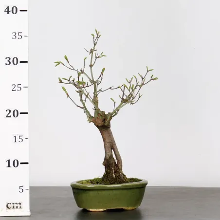 image supplémentaire - ACER PALMATUM SHOHIN 1-13
