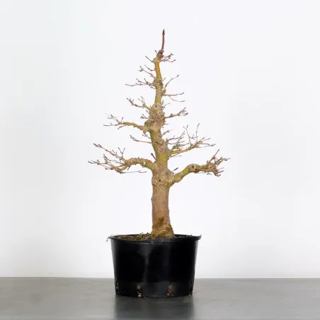 LOT 3 PREBONSAI MAPLE PALMATUM n°4
