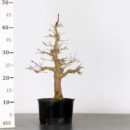 image supplémentaire - LOT 3 PREBONSAI MAPLE...