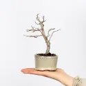 CHARME "Carpinus" 1-4