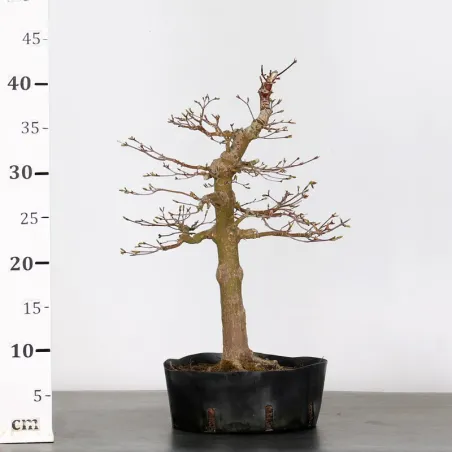 image supplémentaire - LOT 3 PREBONSAI MAPLE...