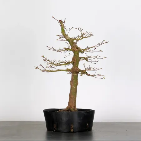 LOT 3 PREBONSAI MAPLE PALMATUM n°5