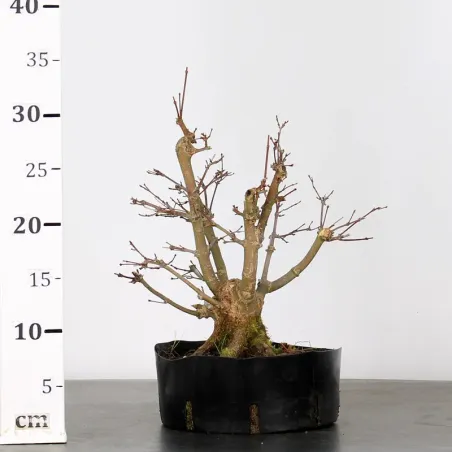 image supplémentaire - LOT 5 PREBONSAI MAPLE...