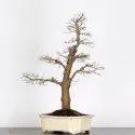 ORME DE CHINE "Ulmus parvifolia" 3-10