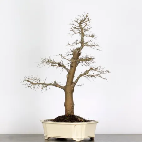 ORME DE CHINE "Ulmus parvifolia" 3-10