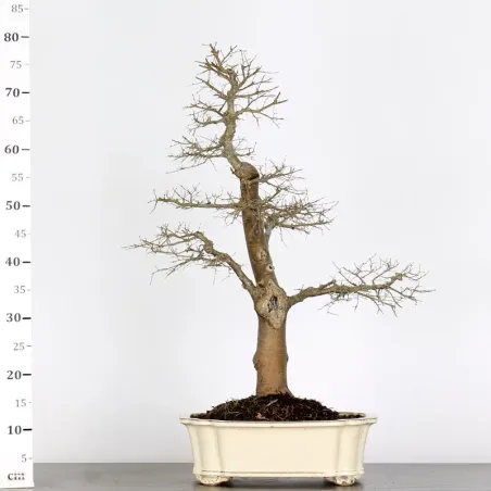 image supplémentaire - ORME DE CHINE "Ulmus...