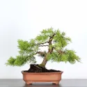 GENÉVRIER3 JUNIPERUS COMMUNIS" 1-1