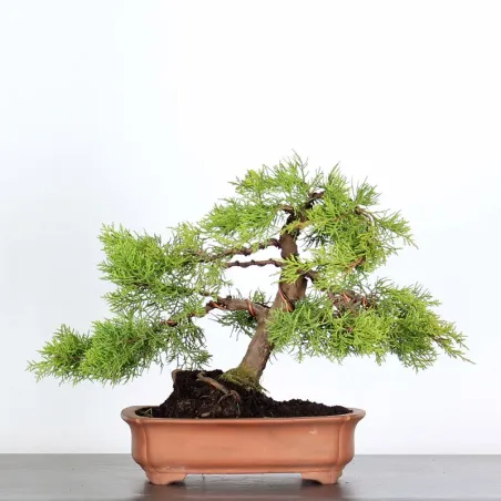 Bonsai Genévrier de Chine
