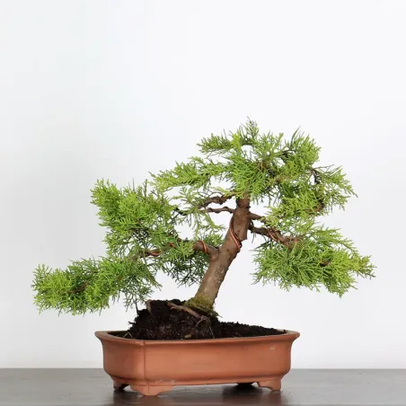 image supplémentaire - GENÉVRIER3 JUNIPERUS...