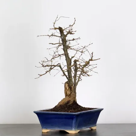image supplémentaire - CHARM "Carpinus" 3-10