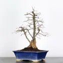 CHARME "Carpinus" 3-10