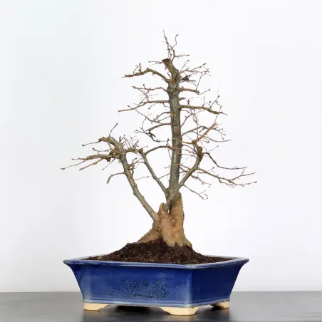 CHARM "Carpinus" 3-10
