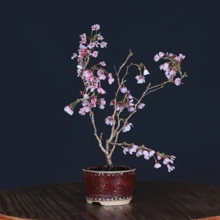 CERISIER DU JAPON "PRUNUS KOJO NO MAI" 1-5