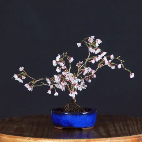 CERISIER DU JAPON "PRUNUS KOJO NO MAI" 1-6