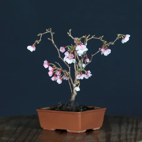 CERISIER DU JAPON "PRUNUS KOJO NO MAI" 1-8