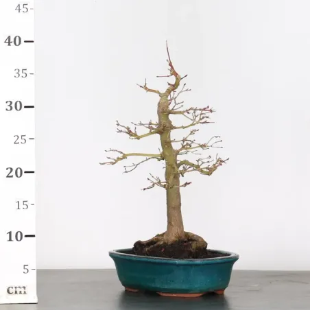 image supplémentaire - ERABLE DU JAPON "ACER...
