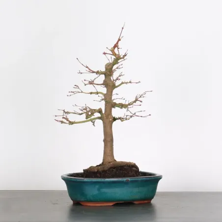 Bonsai Acer Palmatum AP-1-17