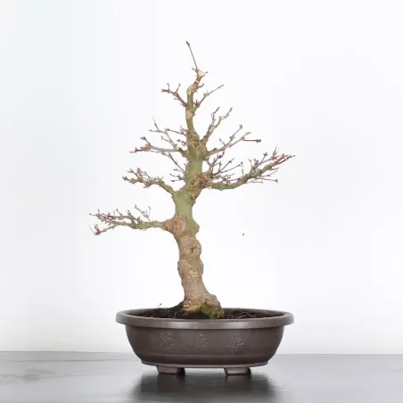 Bonsai Acer palmatum AP-2-8