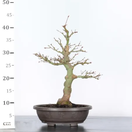 image supplémentaire - ERABLE DU JAPON "ACER...